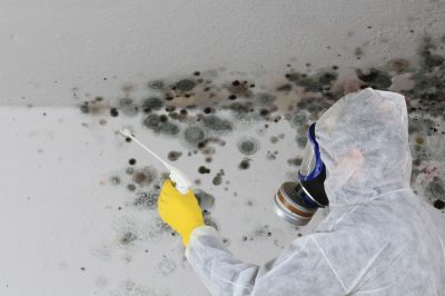Basement Mold Removal