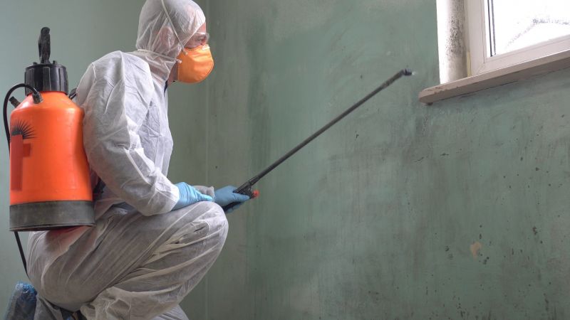 Local Mold Removal pros at work