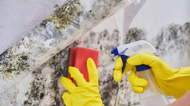 Attic Mold Removal in Bergen County, NJ