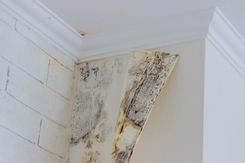 Basement Mold Remediation in Essex County, NJ