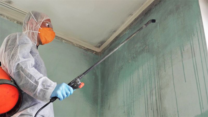 Effective Mold Removal Solutions — cost of
