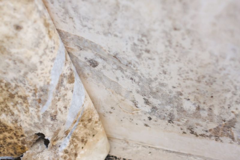 Mold Abatement Service in Fort Worth, TX