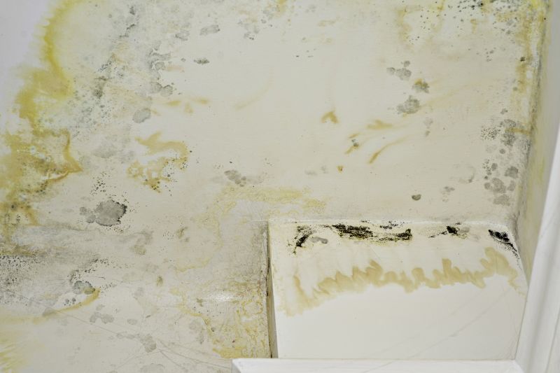 Mold Mitigation Service in Bergen County, NJ