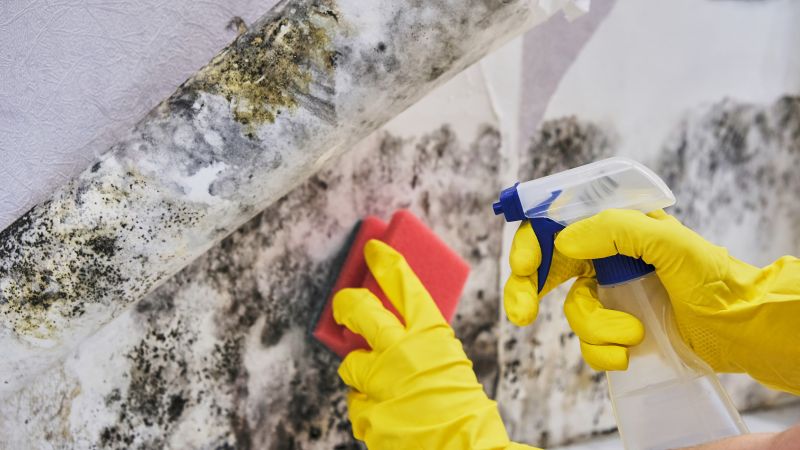 Mold Remediation Service in Dallas, TX