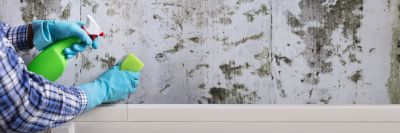 Mold Removal