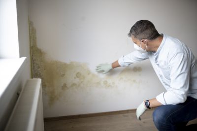 Mold-Infested Wall