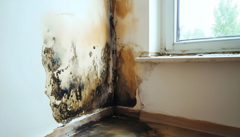 Mold Restoration in Fort Lauderdale, FL