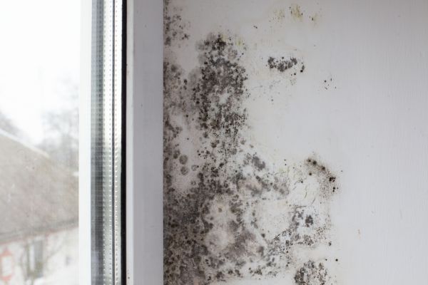 Grow your Mold Removal business